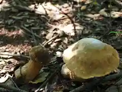 石清尾八幡宮の自然