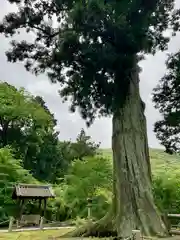 普門寺(切り絵御朱印発祥の寺)の自然