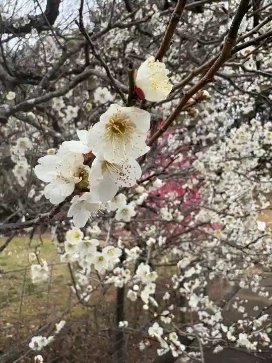 岩津天満宮の自然