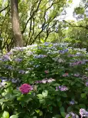 筥崎宮の自然