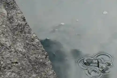 頂法寺（六角堂）の動物