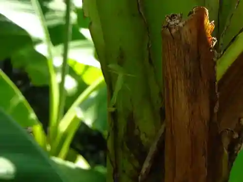 横浜御嶽神社の動物