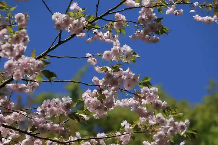 磐椅神社の自然