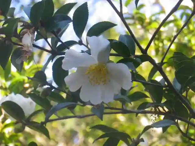 安國論寺(安国論寺)の自然