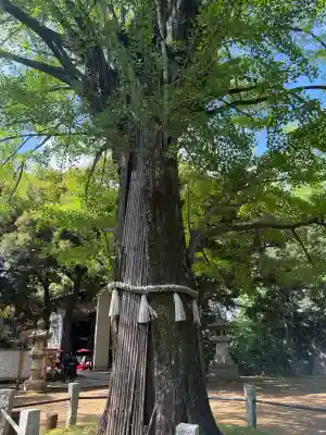 赤坂氷川神社(東京都)