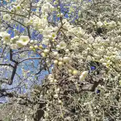 龍尾神社の自然