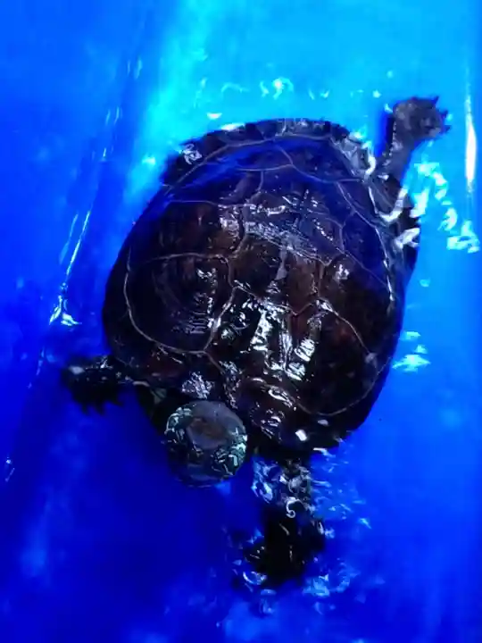 下谷神社(東京都)