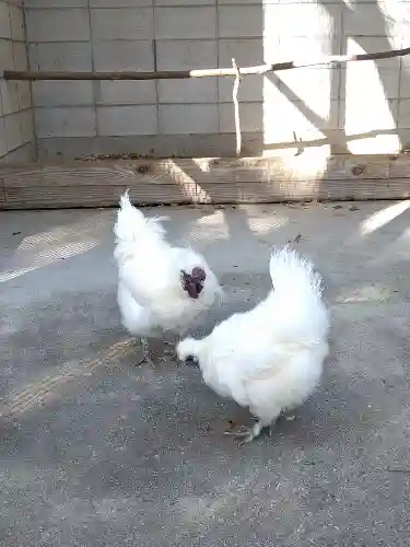 阿智神社の動物