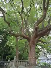 平塚三嶋神社(神奈川県)