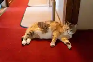 秩父札所十三番 慈眼寺(埼玉県)(2022年09月07日(水) 08時05分06秒投稿)