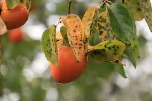 阿久津「田村神社」（郡山市阿久津町）旧社名：伊豆箱根三嶋三社の自然