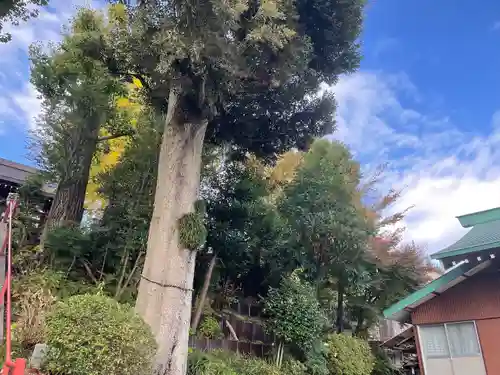 日枝神社の自然