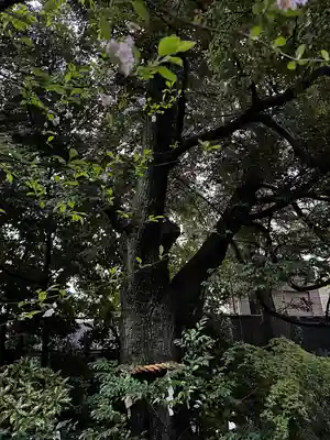 東京大神宮(東京都)