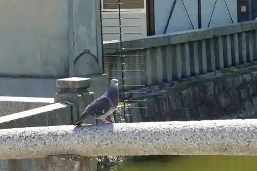 東寺（教王護国寺）の動物
