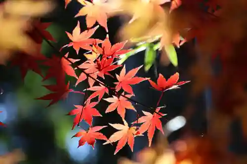 田村神社の自然
