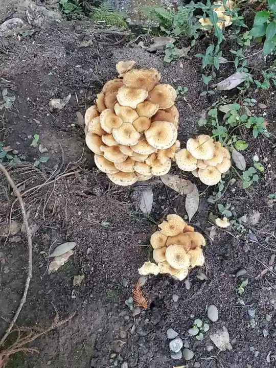 五所駒瀧神社(茨城県)
