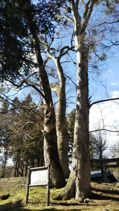 諏訪大社上社前宮の自然