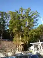 長島神社の自然