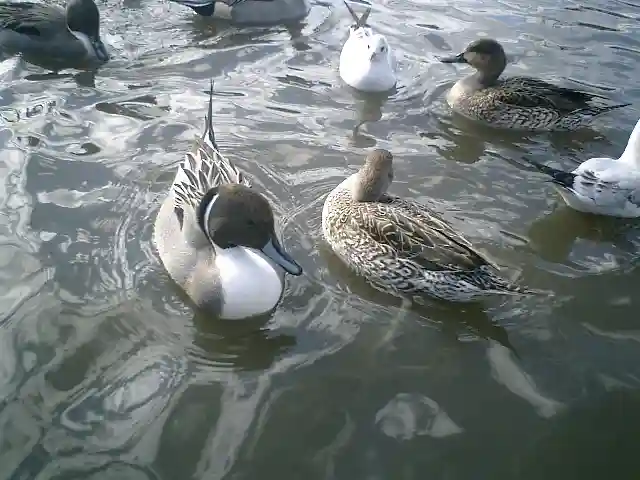 鶴岡八幡宮の動物