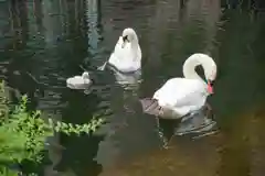 頂法寺（六角堂）の動物