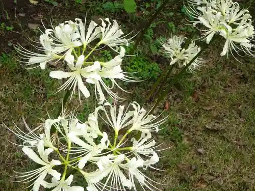 横浜　西方寺の自然
