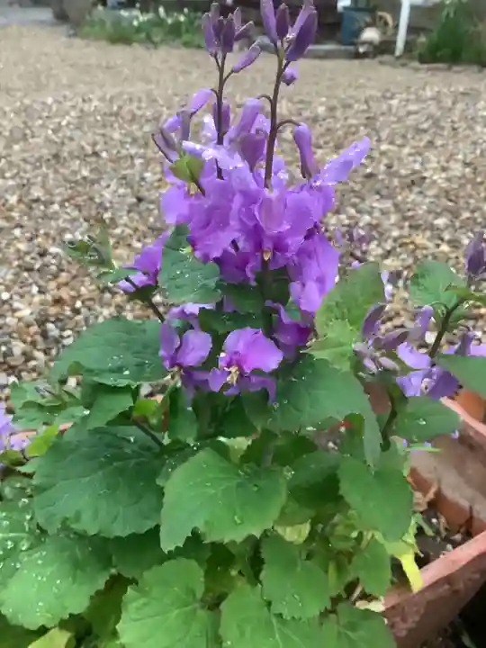 三輪神社の自然