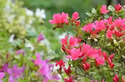 塩船観音寺(東京都)
