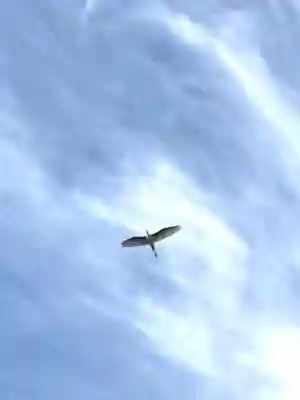 鎌数伊勢大神宮(千葉県)