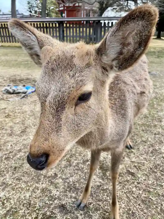 興福寺(奈良県)