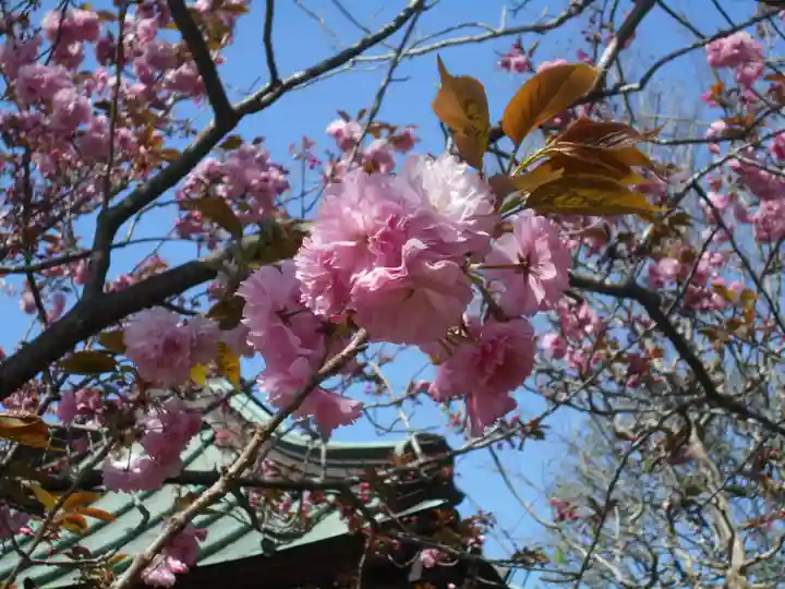 極楽寺(霊鷲山感應院極楽律寺)の自然