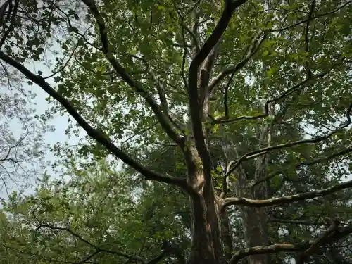 北海道神宮の自然