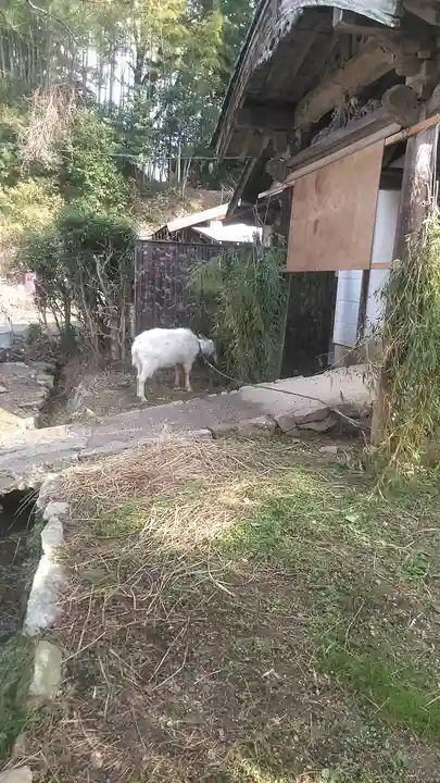洞春寺の動物