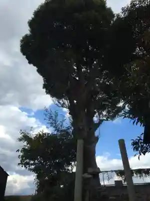 伊勢神社の自然