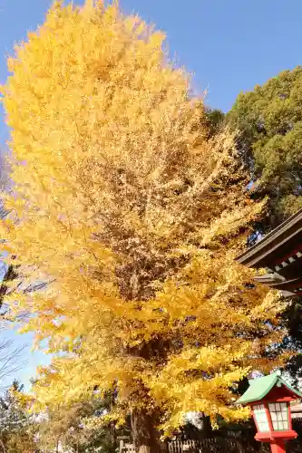 下野國一社八幡宮(栃木県)