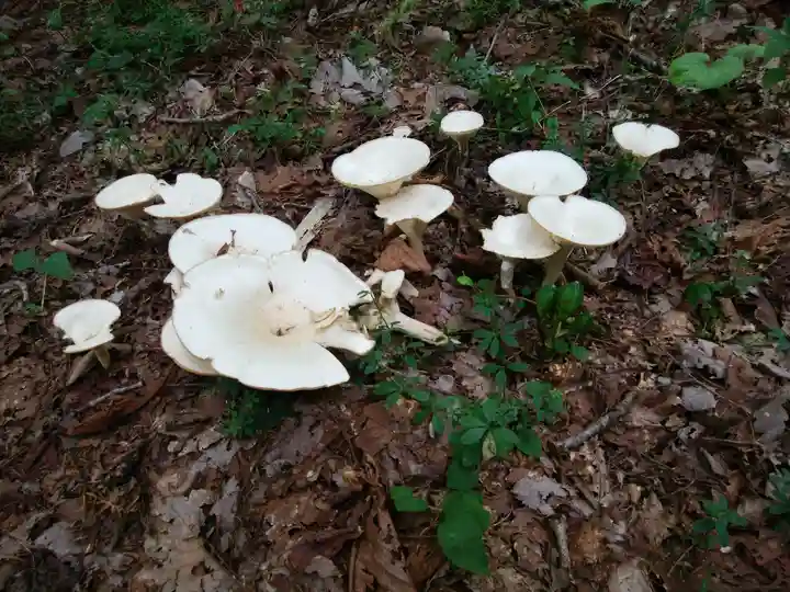権現山内浦神社(北海道)