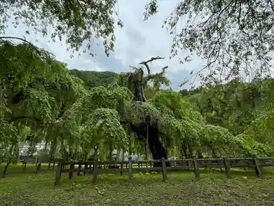 清雲寺の自然