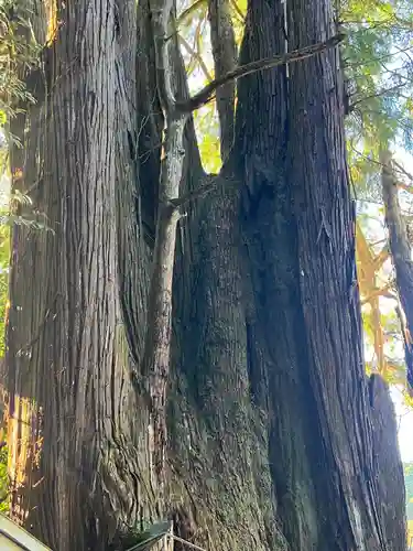 萩日吉神社(埼玉県)