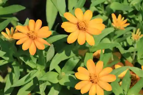 大鏑神社の庭園