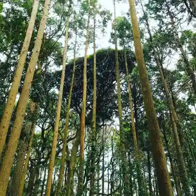 戸隠神社の自然