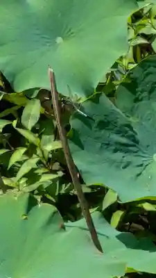  智積院(京都府)