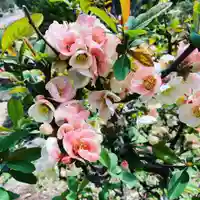 豊景神社の自然