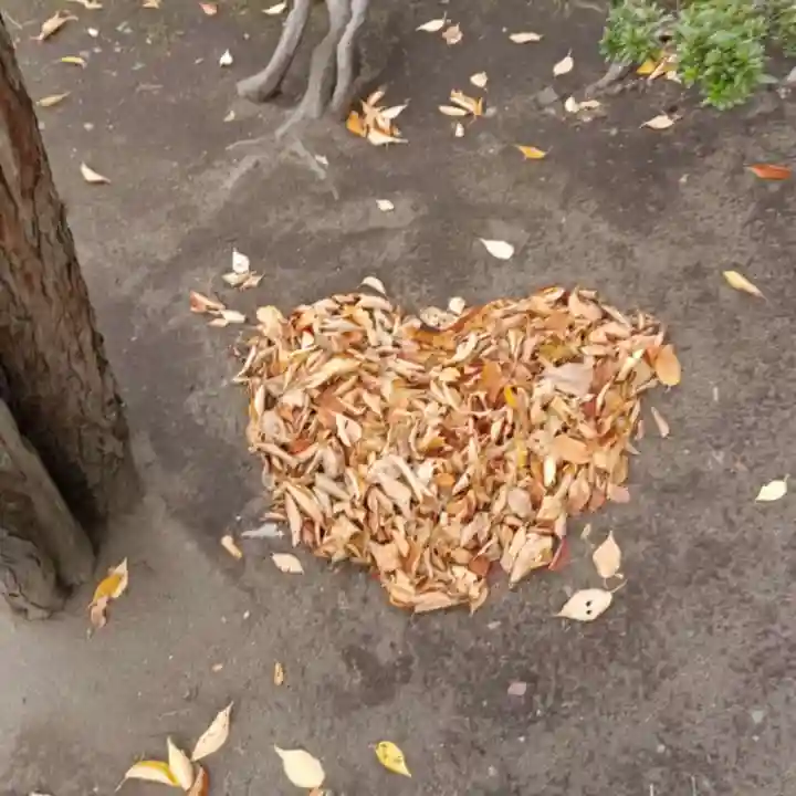 彌彦神社 (伊夜日子神社)(北海道)