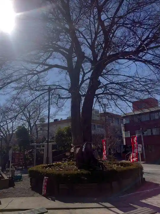 鎮守氷川神社の自然