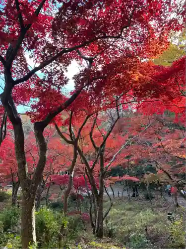 湯神社(彌彦神社末社)(新潟県)