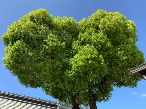 南宮宇佐八幡神社（脇浜神社）の自然