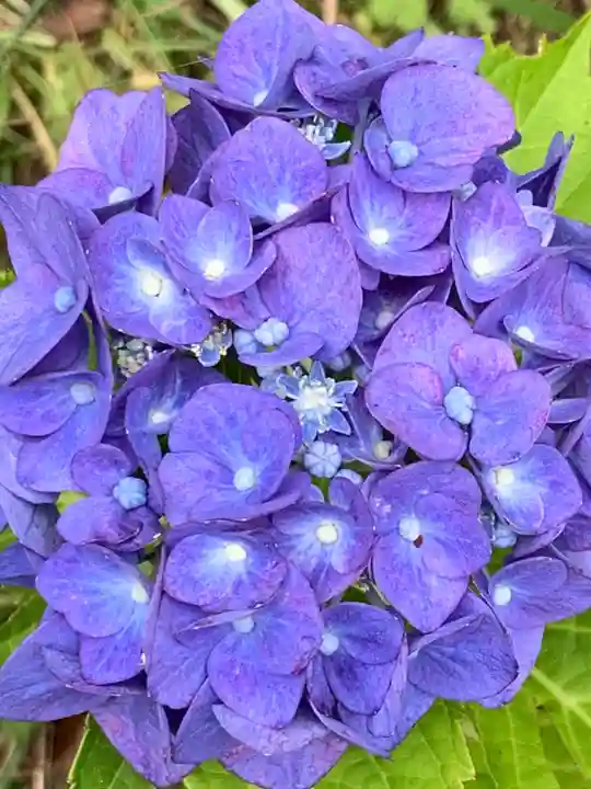 高屋敷稲荷神社(福島県)