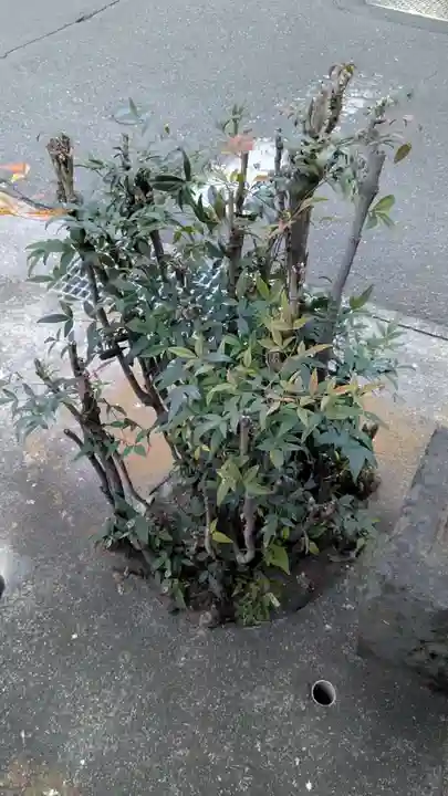 出世稲荷神社の自然