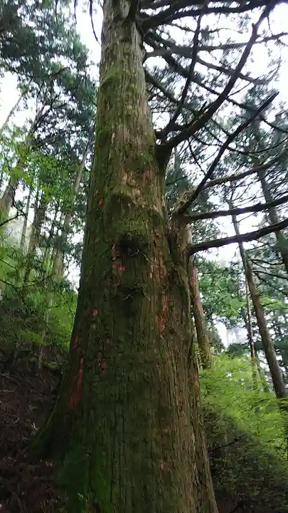 玉置神社の自然