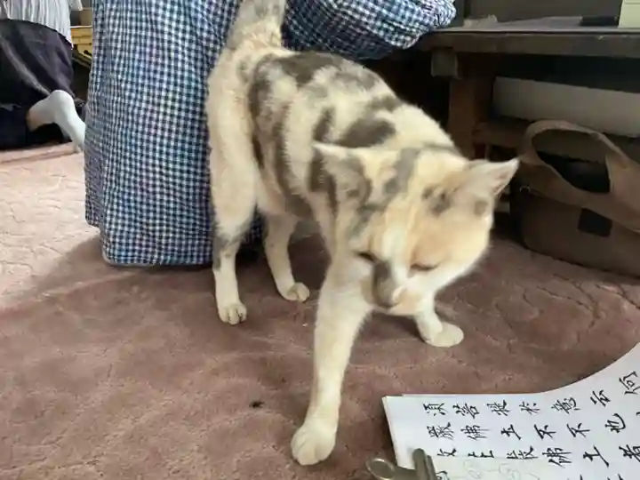 一心寺・一心禅寺の動物