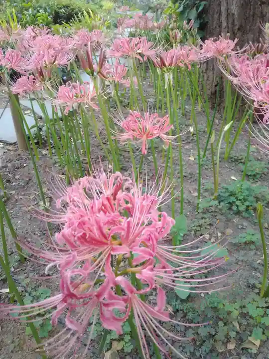 横浜 西方寺の自然